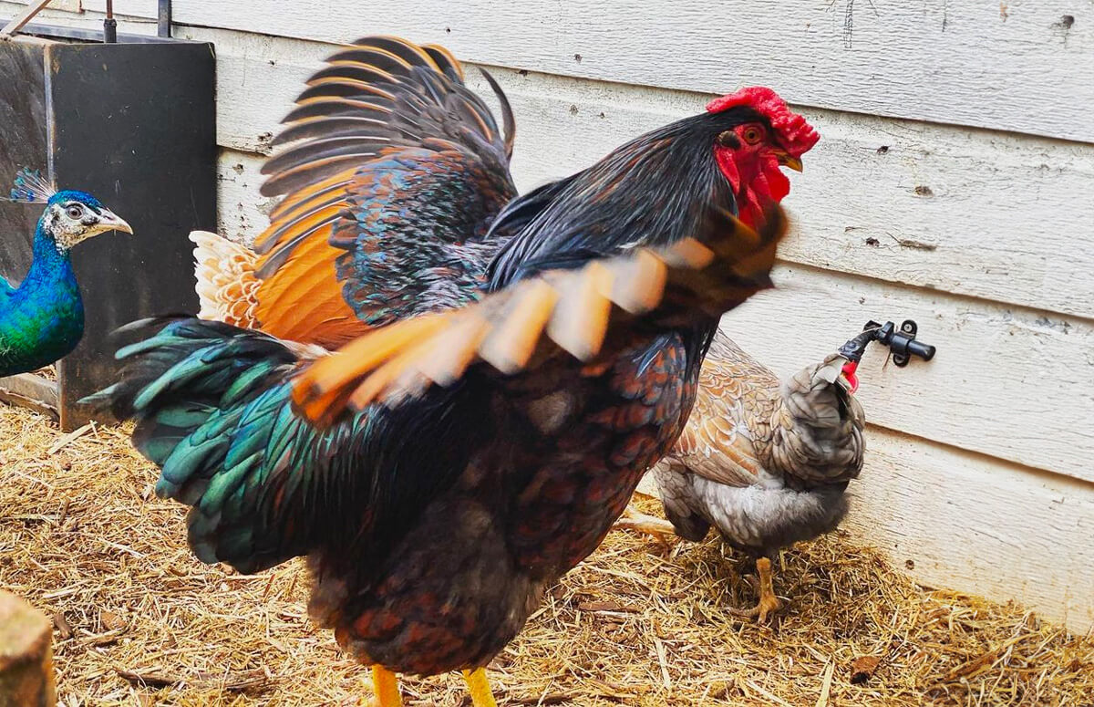 Golden Laced Wyandotte Breed Profile Chicken Fans