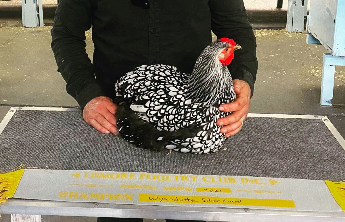 Silver Laced Wyandotte Breed Profile Chicken Fans