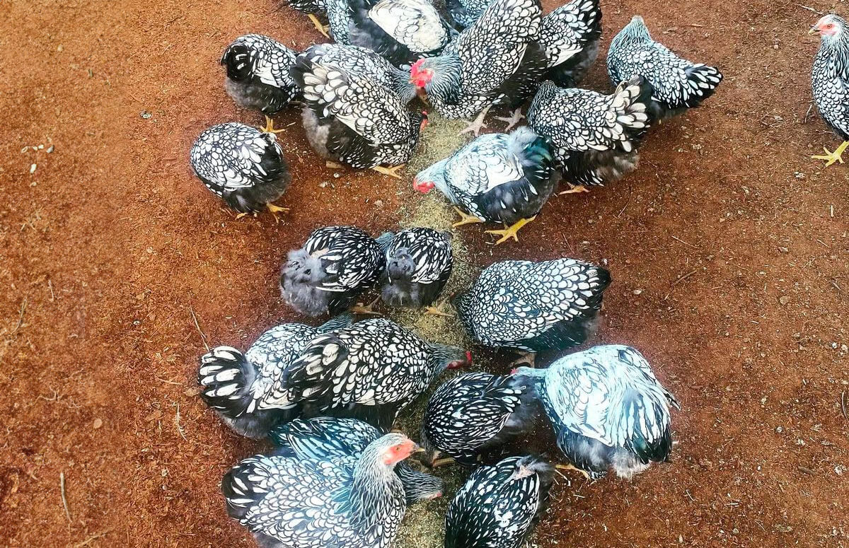 Silver Laced Wyandotte Breed Profile Chicken Fans