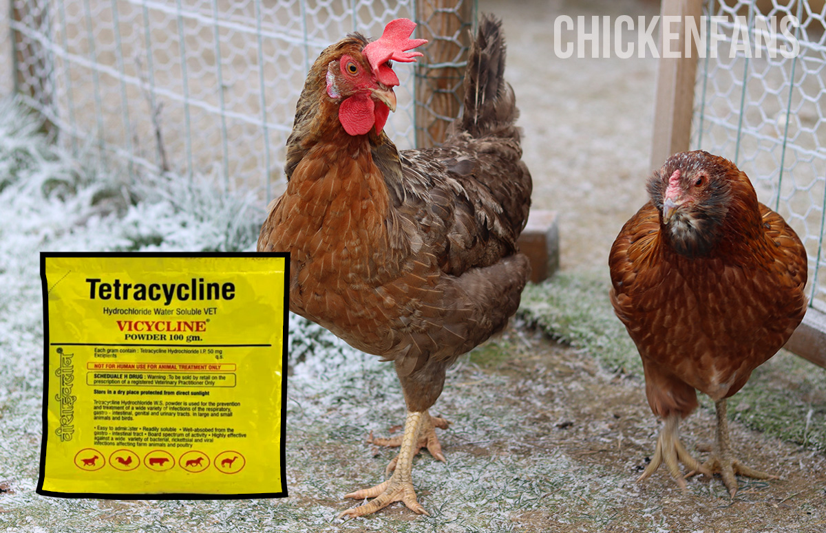 Tetracycline For Chickens Use Dosage Egg Withdrawal Chicken Fans