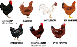 Chicken Breeds - The Ultimate Beginners Guide | Chicken Fans