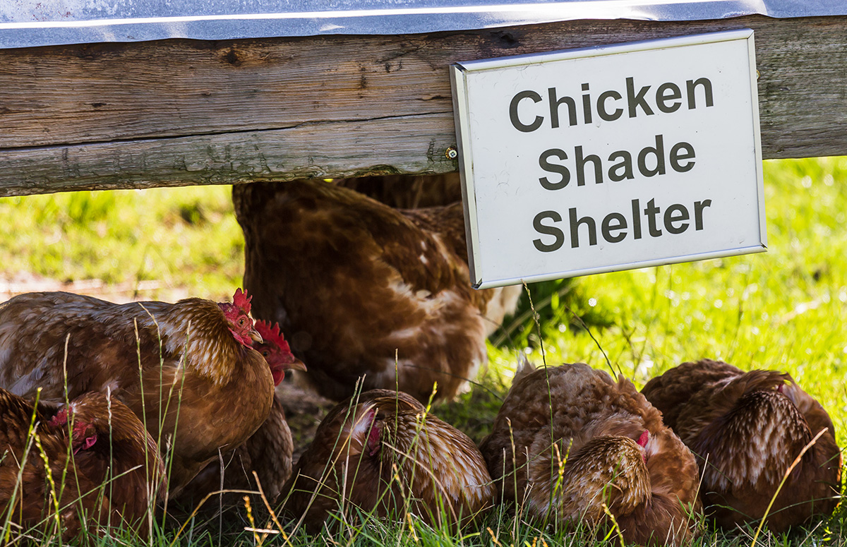 How To Cool Chickens Down (And What NOT To Do!)