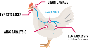 Chickens with Cloudy Eyes: Causes & Treatment | Chicken Fans