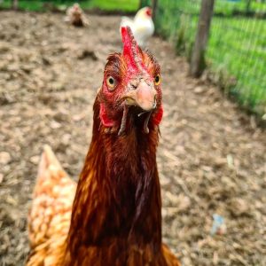 Raising Chickens | Eggcellent Guides