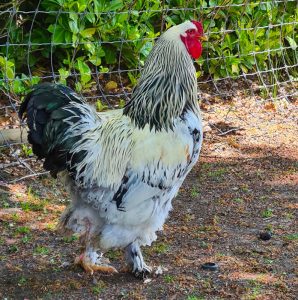 20 Amazing Giant Chicken Breeds | Chicken Fans