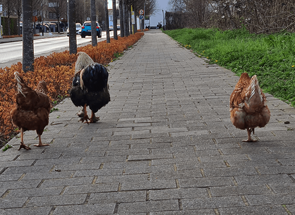 Can Chickens Find Their Way Home Chicken Fans