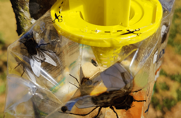 Eliminate Pests Instantly With This Yellow Plastic Fly Trap