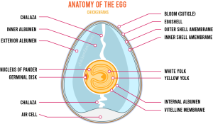 Chicken Egg Anatomy | Chicken Fans