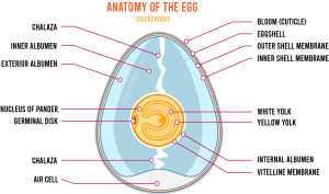 Egg Yolk Peritonitis In Chickens: Symptoms, Treatment & Practical Tips ...