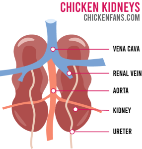 Chicken Digestive System | Chicken Fans