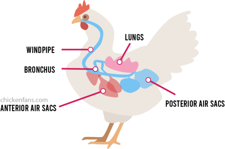 Chicken Respiratory System | Chicken Fans