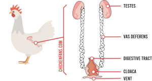 Chicken Reproductive System | Chicken Fans