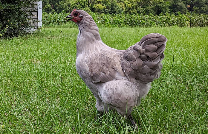 Lavender Orpington - Breeding Chart & Guide | Chicken Fans