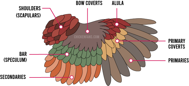 A Guide to Chicken Feathers Used for Fly Tying