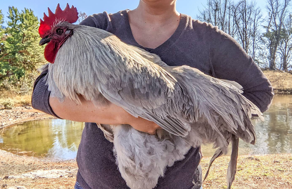 Brahma Chickens: Meet the Friendly, Giant Chicken Breed