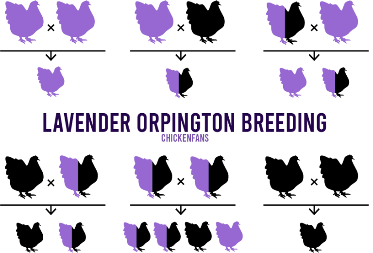 Lavender Orpington Breeding Chart & Complete Guide Chicken Fans