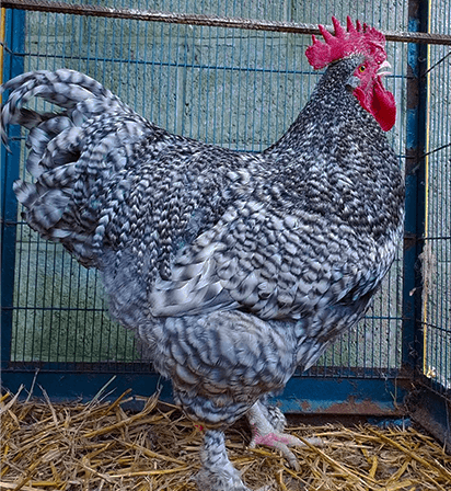 The Livestock Conservancy - Jersey Giants are dual purpose chickens, but  excel as a meat bird with their great body size. This aptly named breed is  the largest purebred chicken, weighing between