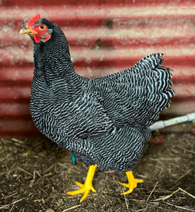 20 Amazing Giant Chicken Breeds | Chicken Fans