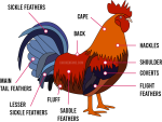 Chicken Feathers Guide | Chicken Fans