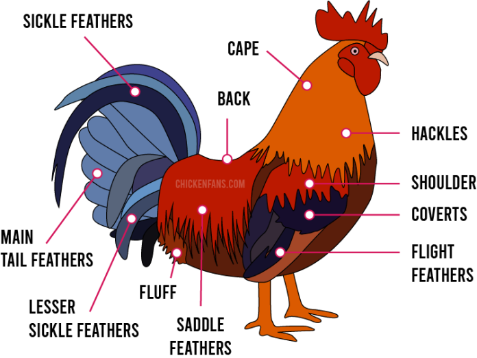 Do Hens Feather Faster Than Roosters at Nancy Keenan blog