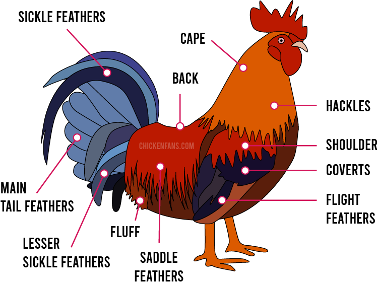Chicken Feathers Guide
