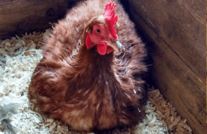 Best Bedding for Chicken Nesting Box | Chicken Fans