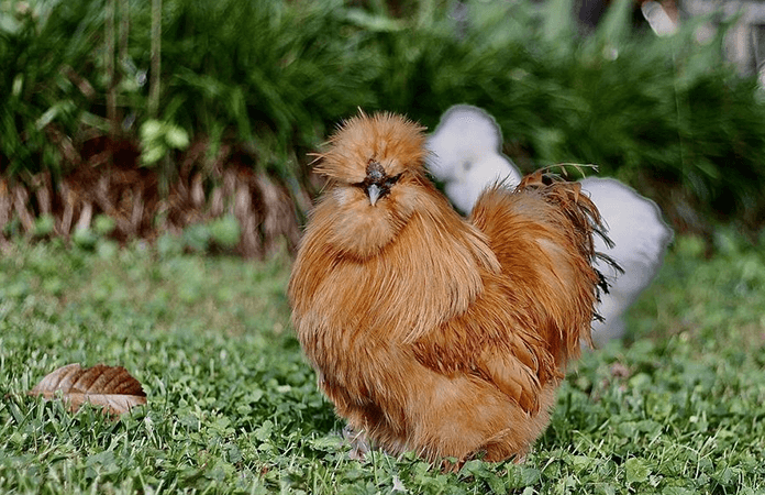 ornamental chicken breeds