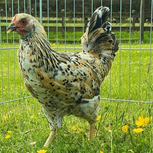 Swedish Flower Hen: Complete Care Guide | Chicken Fans