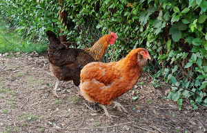 100+ Girl Chicken Names | Chicken Names