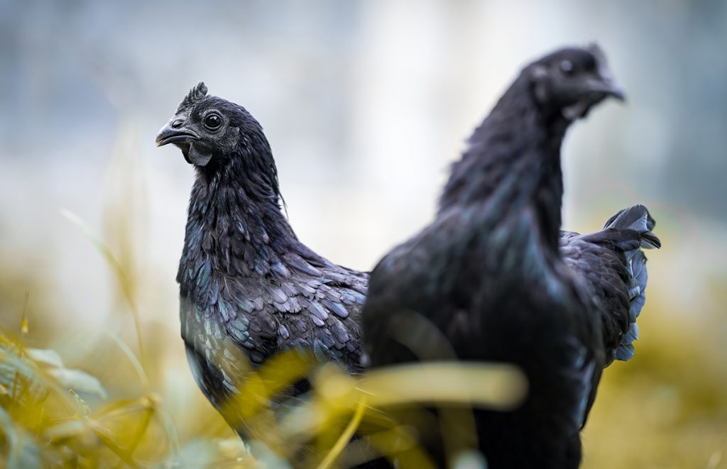 two ayam cemani pullets