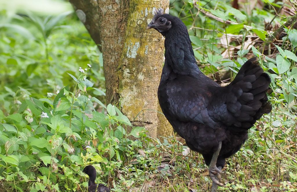 an ayam cemani hen with her chick