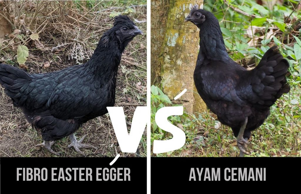 comparison between the ayam cemani and fibro easter egger