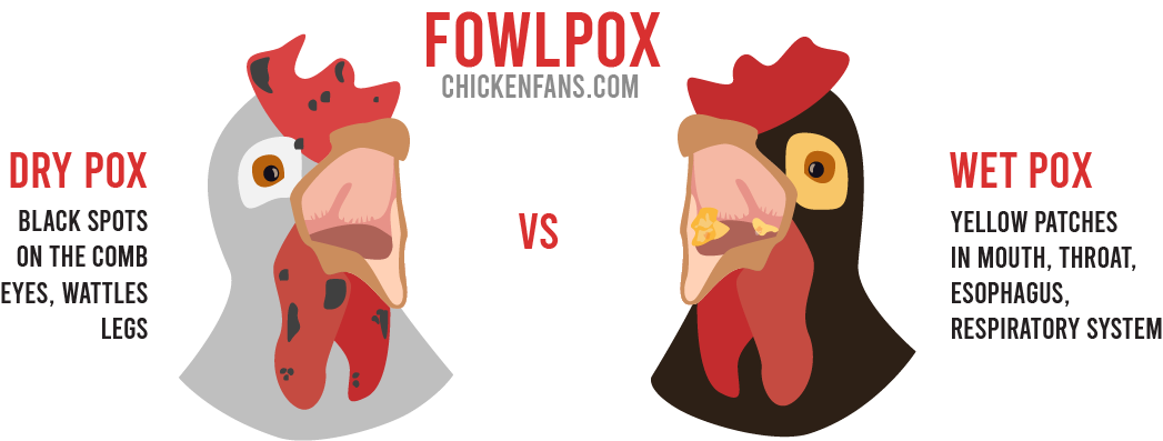 Fowlpox In Chickens: Causes & Treatment | Chicken Fans