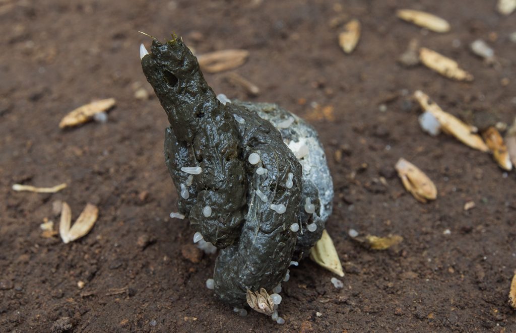 worms in poultry feces