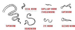 Worms In Chickens: How To Identify, Treat & Prevent Worms (2024 ...