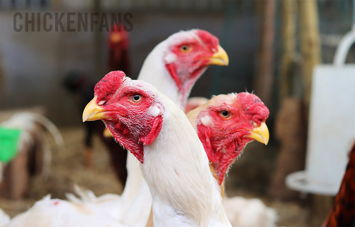 Malay Chickens - Majestic Giants | Chicken Fans