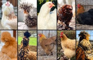 Breeds | Chicken Fans