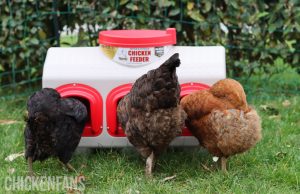 Best Chicken Feeders From Budget To Best Buy Real Life Testing