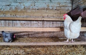 Chicken Roosts: Sleep, Perches & Dimensions | Chicken Fans