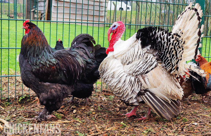 Brahma Chickens: Friendly Giant Breed Profile