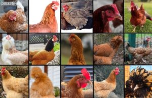 Breeds | Chicken Fans