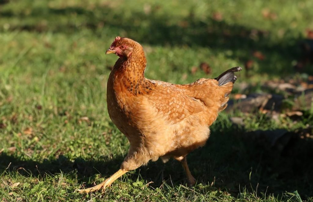 Top 15 Brown Chicken Breeds: All Beginner-Friendly | Chicken Fans