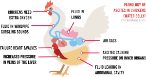 Water Belly in Chickens: Symptoms & Treatment of Ascites | Chicken Fans