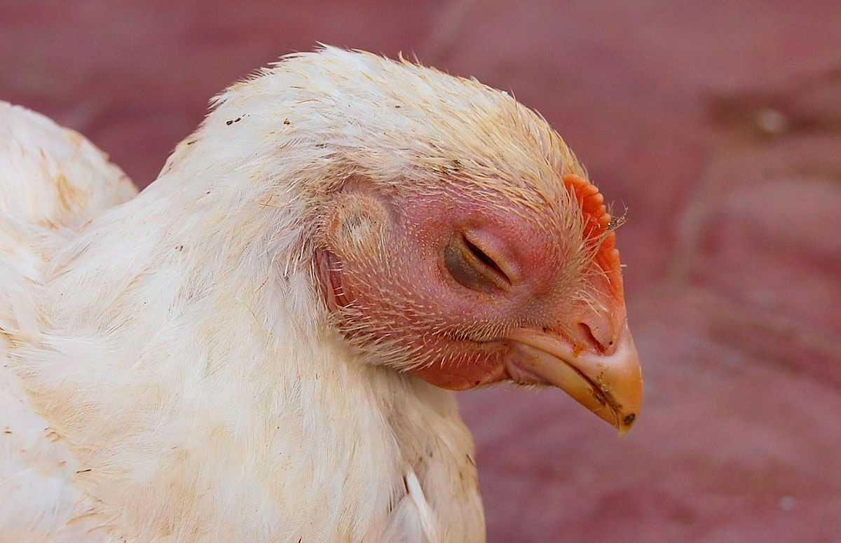 Eye Infections In Chickens 12 Causes & Treatments Chicken Fans