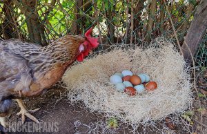 Raising Chickens | Eggcellent Guides