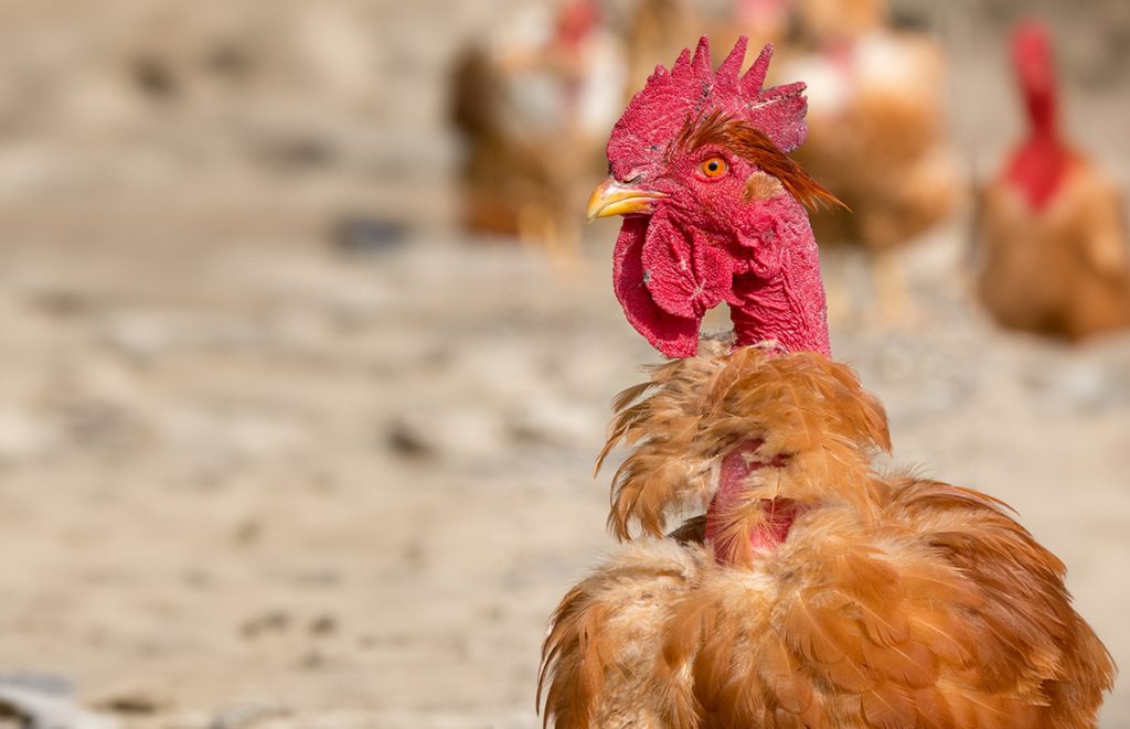 a naked neck rooster