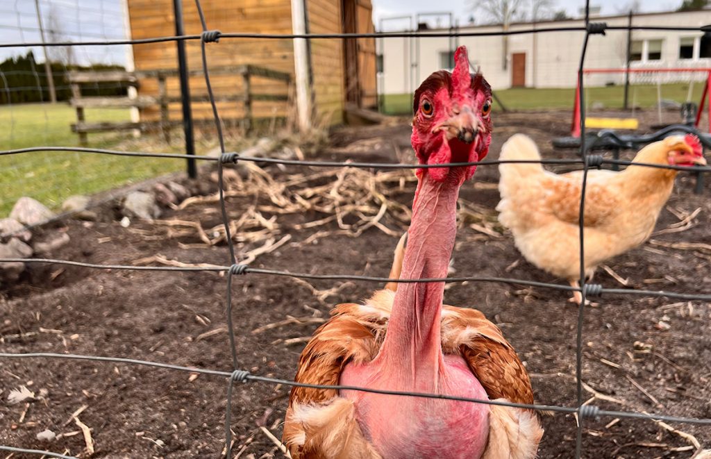 a naked neck chicken