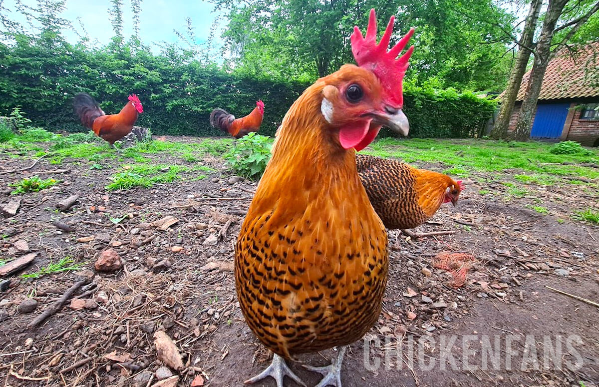 Can Chickens Eat Moldy Bread? Health Risks Explained Chicken Fans