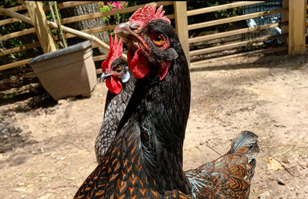 Barnevelder Chicken: A Complete Care Guide | Chicken Fans