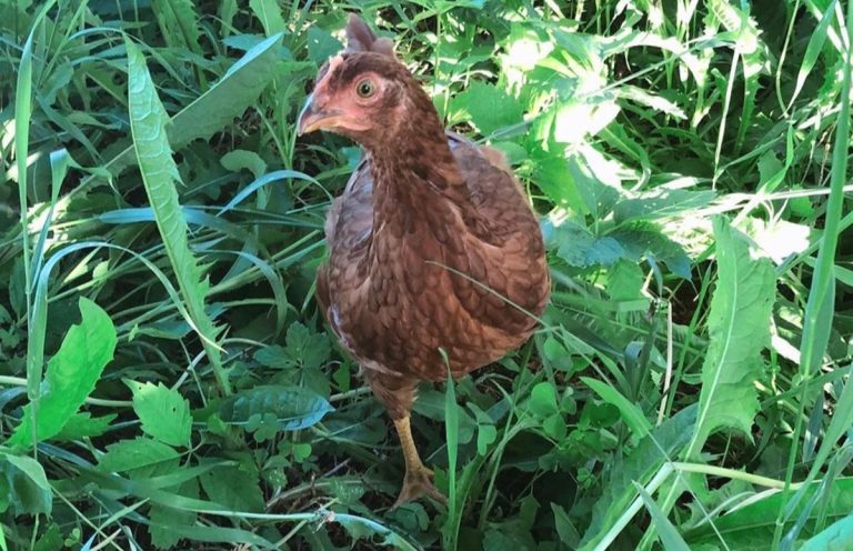 what-is-a-pullet-the-lifecycle-of-a-chicken-explained-chicken-fans